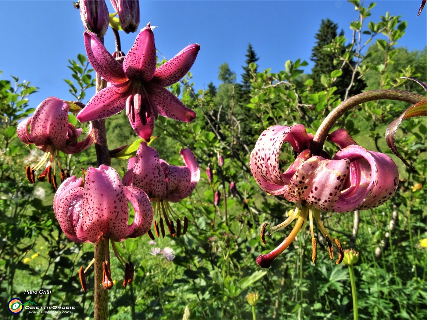 02 Giglio martagone (Lilium martagon) .JPG